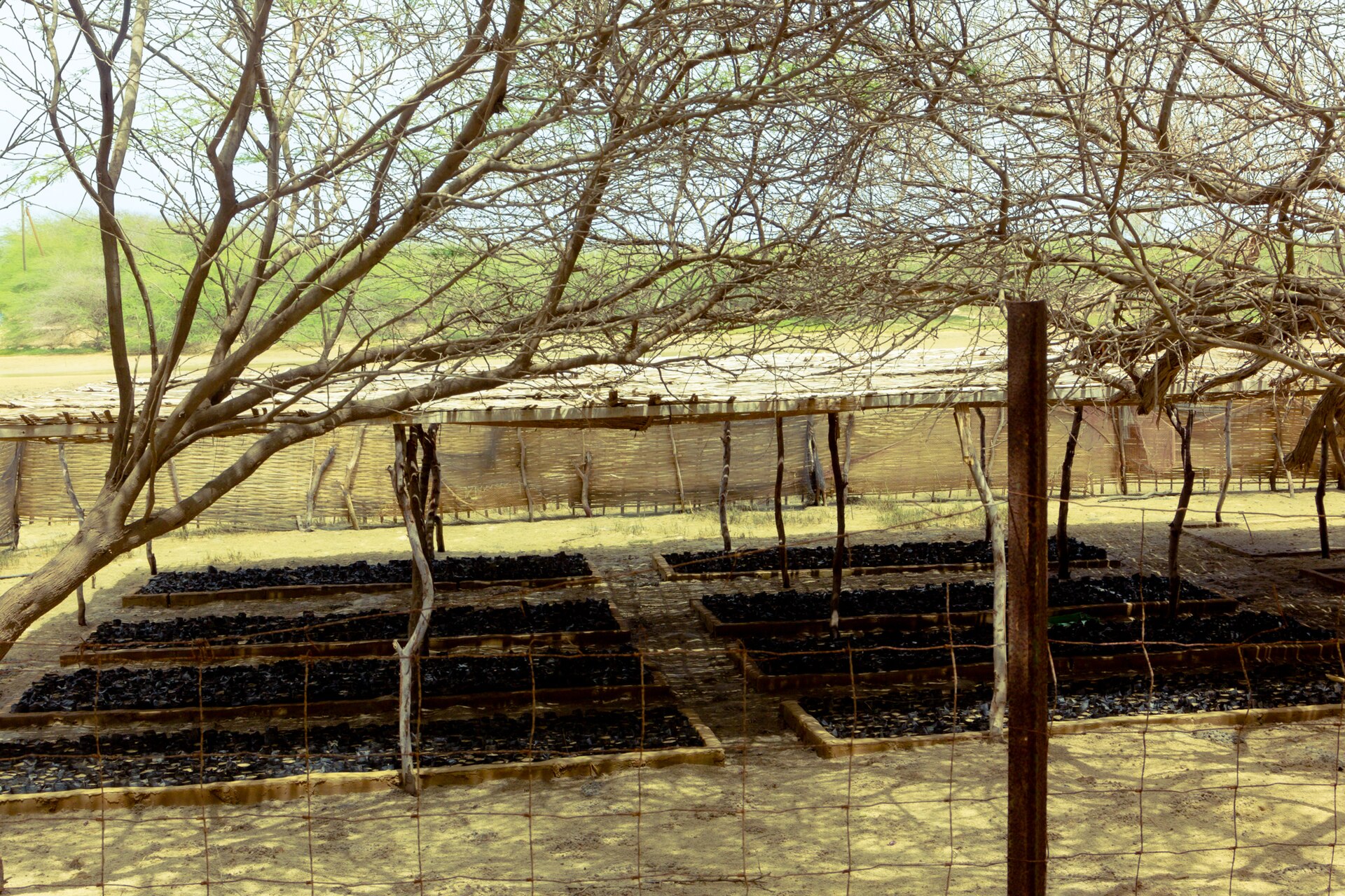 Reforestation Explained | Good Life News A fenced outdoor area shows raised garden beds filled with dark soil, demonstrating sustainable agriculture.